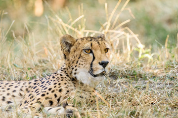 Wild Cheetah In Africa Savannah
