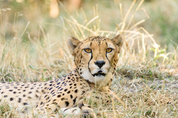 Wild Cheetah In Africa Savannah