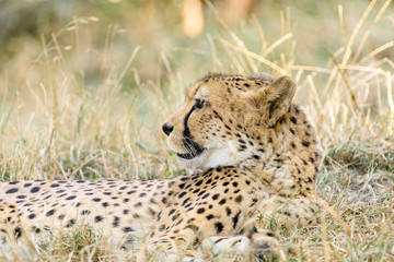 Fototapeta na wymiar Wild Cheetah In Africa Savannah