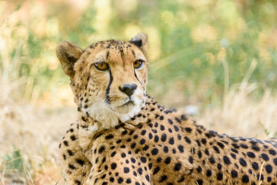 Wild Cheetah In Africa Savannah