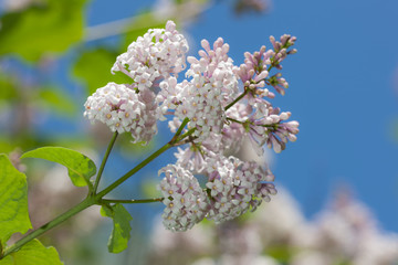 lilac in the spring