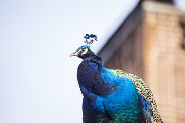 Peacock (Pavo cristatus)