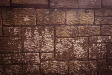 Obraz premium lichen on the rocks, the texture of stone with lichen