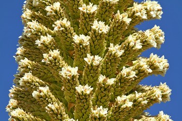 Blüten der Puya raimondii