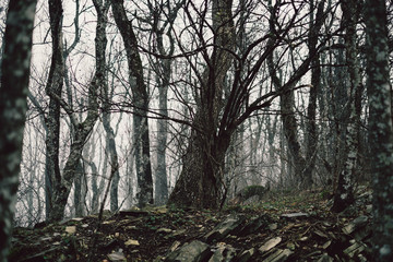 Mystical fog in forest