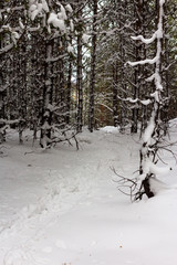 trace of snowboarding on fresh puffy snow in the woods