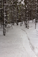 trace of snowboarding on fresh puffy snow in the woods