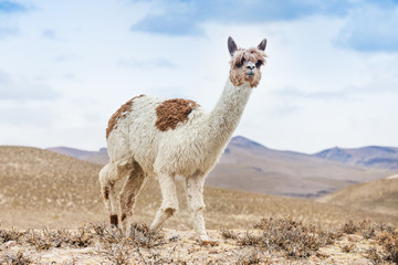 lamas dans les Andes, montagnes, Pérou