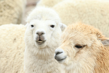 Obraz premium lamas in Andes,Mountains, Peru