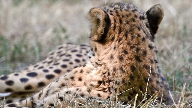 Wild Cheetah In Africa Savannah
