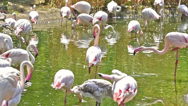 Flock Of Pink Flamingos In Wilderness