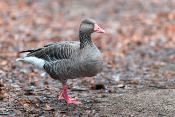 Greylag goose (Anser anser)