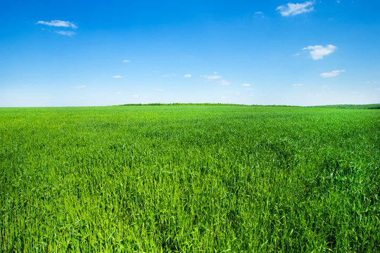 green field and blue sky