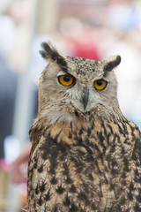 Portrait of an eurasian Eagle-Owl (eagle owl)