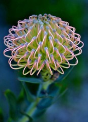 Close up of common pincushion protea blossom