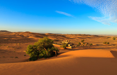 Bush on the sand, Sahara desert