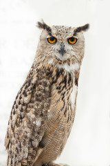View of an eurasian Eagle-Owl (eagle owl)