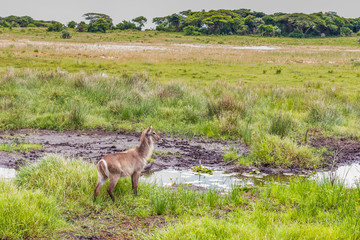 
Duiker, St. Lucia. South Africa.
