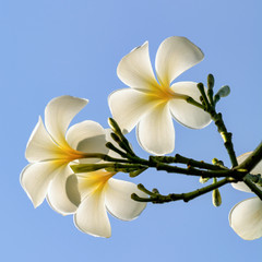 Fototapeta premium Blooming plumeria flowers and blue sky background