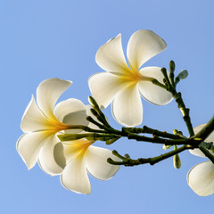 Blooming plumeria flowers and blue sky background
