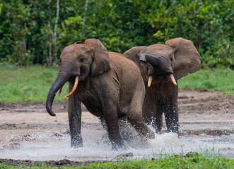 Fototapeta premium Forest elephants playing with each other. Central African Republic. Republic of Congo. Dzanga-Sangha Special Reserve. An excellent illustration.