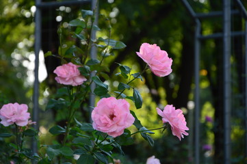 Naklejka premium Roses from Kazanlak, Bulgaria
