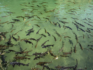 Fish Lake (Balikli Gol), Sanliurfa, Turkey