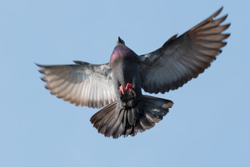 pigeon