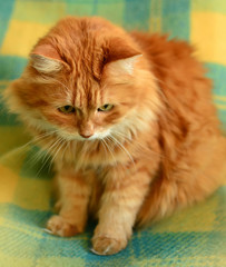 Fototapeta na wymiar Fluffy red cat.