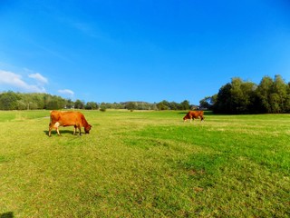 Cows grazing on meadow