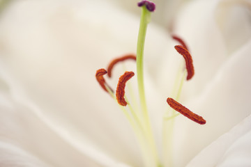 Fototapeta na wymiar White Day lily
