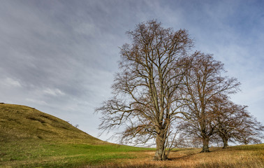 Obraz premium Baumreihe