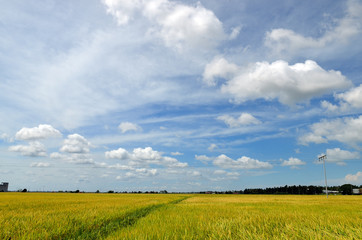 Obraz premium The Asian rice crop at Sekinchan, Malaysia..
