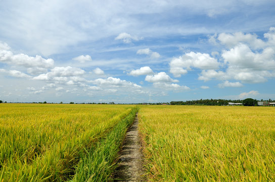 The Asian rice crop at Sekinchan, Malaysia..