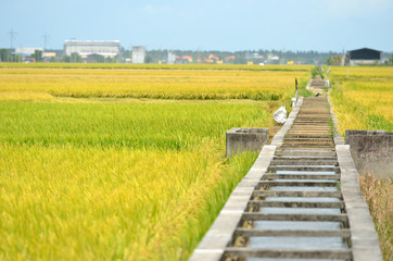 The Asian rice crop at Sekinchan, Malaysia..