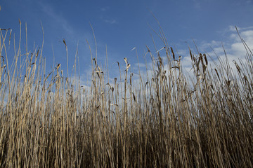 Fototapeta premium reeds 