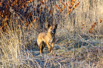 The wild brown dog in a wood on the nature closely looks hunts