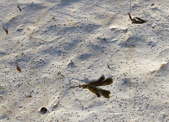 Detail of limestone coastline.