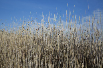 Obraz premium reeds 