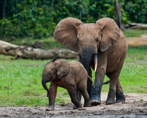 Fototapeta premium Female elephant with a baby. Central African Republic. Republic of Congo. Dzanga-Sangha Special Reserve. An excellent illustration.