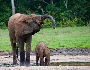 Obraz premium Female elephant with a baby. Central African Republic. Republic of Congo. Dzanga-Sangha Special Reserve. An excellent illustration.