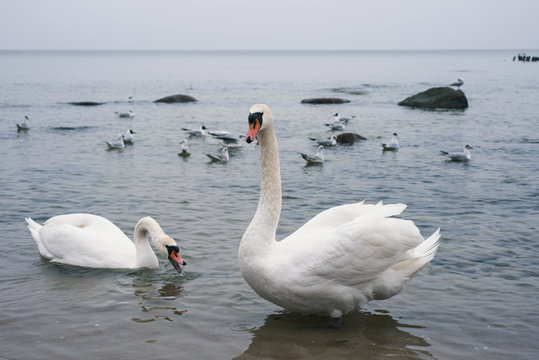 Two white swans floating on the sea