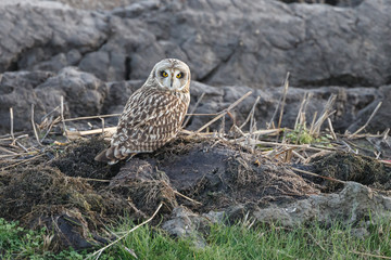 Short eared owl