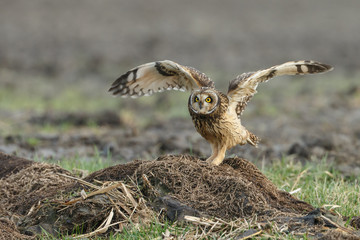 Short eared owl