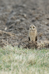 Short eared owl
