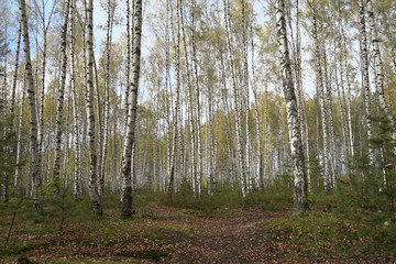 Fototapeta premium forest