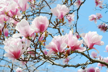 magnolia tree blossom