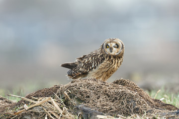 Short eared owl 