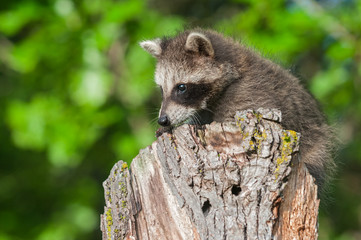Young Raccoon (Procyon lotor) on Stump