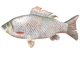 Illustration with crucian fish. 